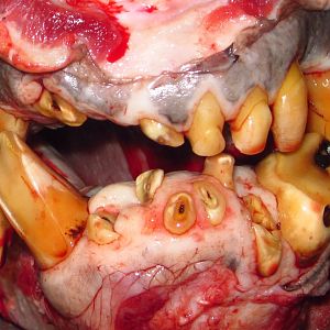 Brown Bear's Teeth