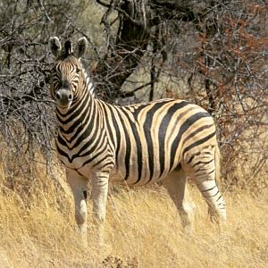 Burchell's Plain Zebra Namibia