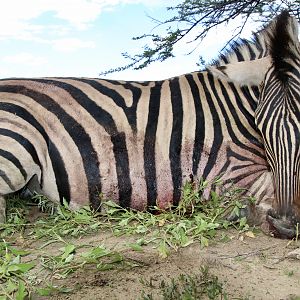 Namibia Hunting Burchell's Plain Zebra