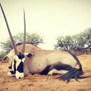 Gemsbok Hunting Namibia