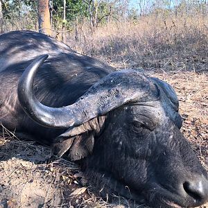 Hunting Buffalo in Namibia