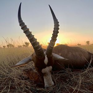 Blesbok Hunt Namibia