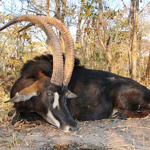 Namibia Hunt Sable Antelope