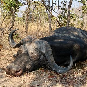 Hunting Buffalo in Namibia