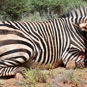 Namibia Hunting Hartmann's Mountain Zebra