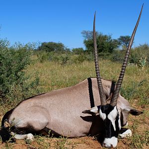 Hunt Gemsbok in Namibia