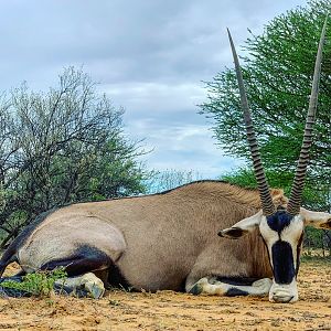 Gemsbok Hunting Namibia