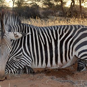 Namibia Hunt Hartmann's Mountain Zebra