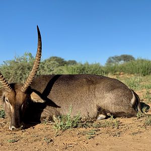 Waterbuck Hunt Namibia