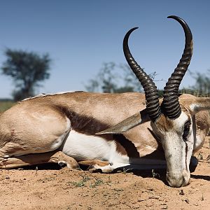 Namibia Hunting Springbok