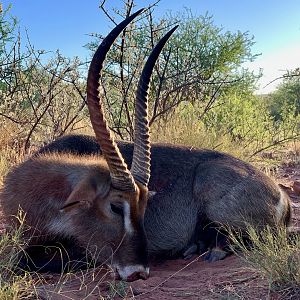 Hunt Waterbuck in Namibia