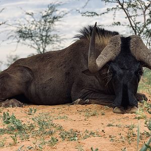 Black Wildebeest Hunting Namibia