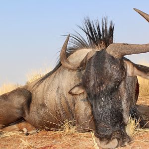 Blue Wildebeest Hunt Namibia