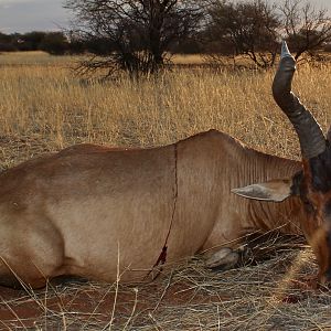 Hunt Red Hartebeest in Namibia