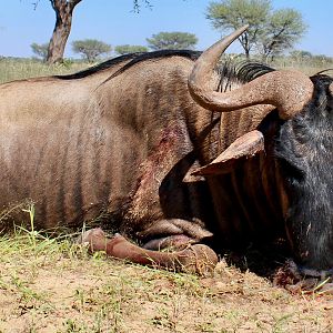 Blue Wildebeest Hunt Namibia