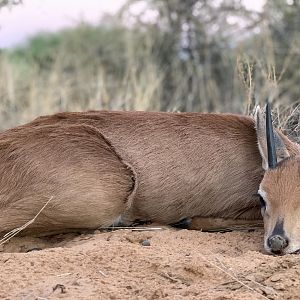 Steenbok Hunting Namibia