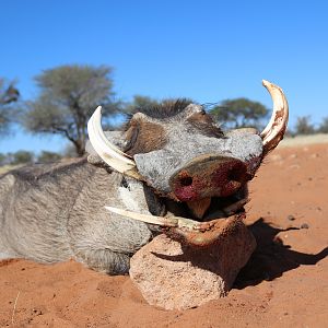 Warthog Hunt Namibia