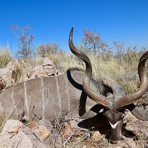 Hunt Kudu in Namibia