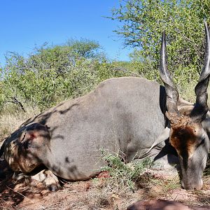 Eland Hunt Namibia