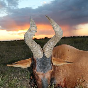 Red Hartebeest Hunt Namibia