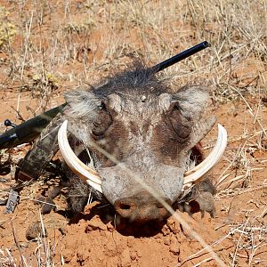 Namibia Hunting Warthog