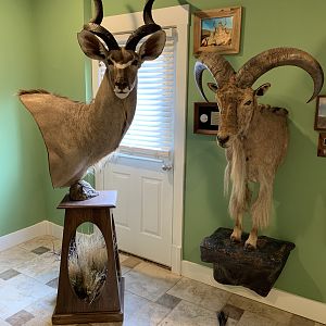 Kudu Pedestal Mount Taxidermy