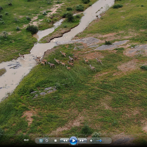 Eland Namibia