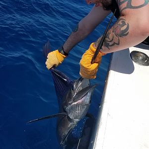 Sailfish Fishing Costa Rica