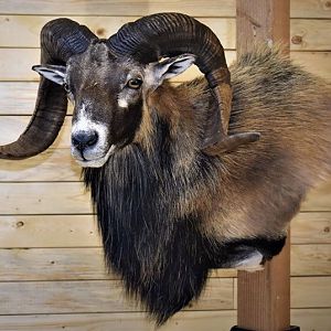 Corsican Sheep Shoulder Mount Taxidermy