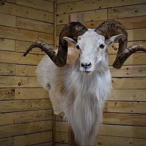 Texas Dall Sheep Shoulder Mount Taxidermy