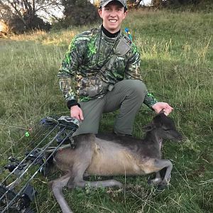 Bow Hunt Fallow Deer in New Zealand