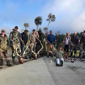 New Zealand Bow Hunting Red Stag & Fallow Deer