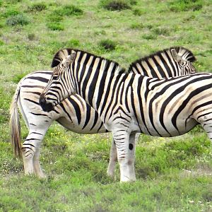 Burchell's Plain Zebra