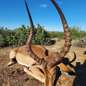 Impala Hunting South Africa