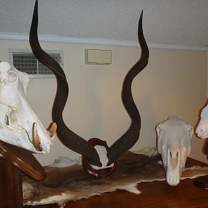 Warthog, Hartmann's Mountain Zebra, Bushpig European Skull Mounts & Kudu Horn Mount