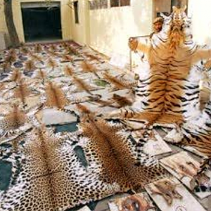 Hides recovered from a royal Bengal tiger poacher in India