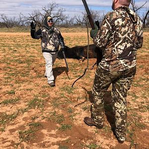 Hunt Bison in Texas USA