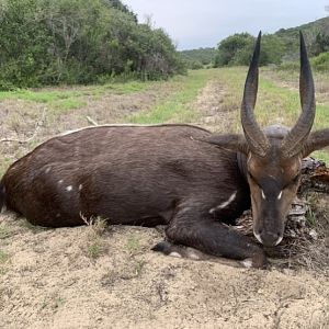 Bushbuck Hunt South Africa