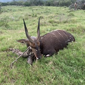 South Africa Hunting Bushbuck