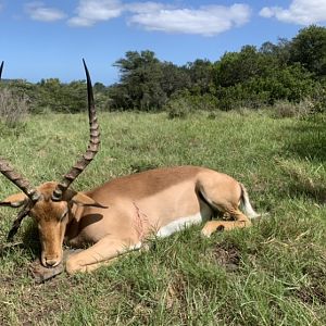 Hunt Impala in South Africa