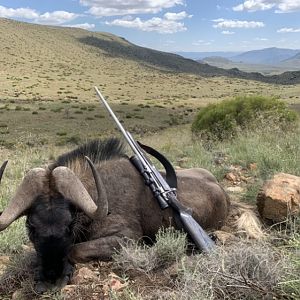 South Africa Hunt Black Wildebeest