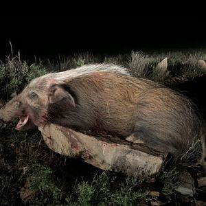 Hunting Bushpig in South Africa