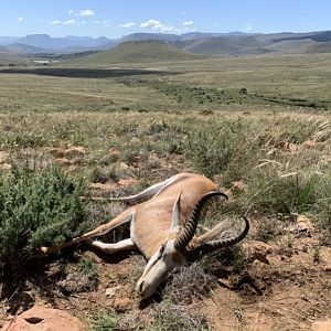 Springbok Hunt South Africa