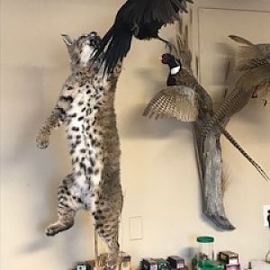 Bobcat & Black hen Pheasant Full Mount Taxidermy