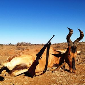 Hunt Red Hartebeest in South Africa