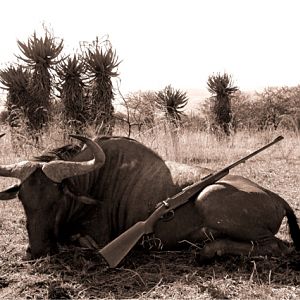 Hunting Blue Wildebeest in South Africa