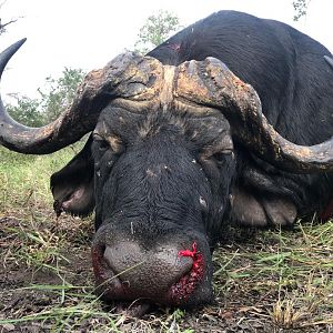 Namibia Hunt Cape Buffalo