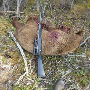 Bear Hunt Alaska USA