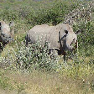 White Rhino Namibia