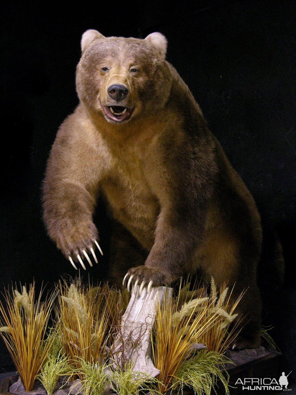 10' Brown Bear Full Mount Taxidermy